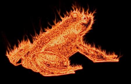 frog hot.